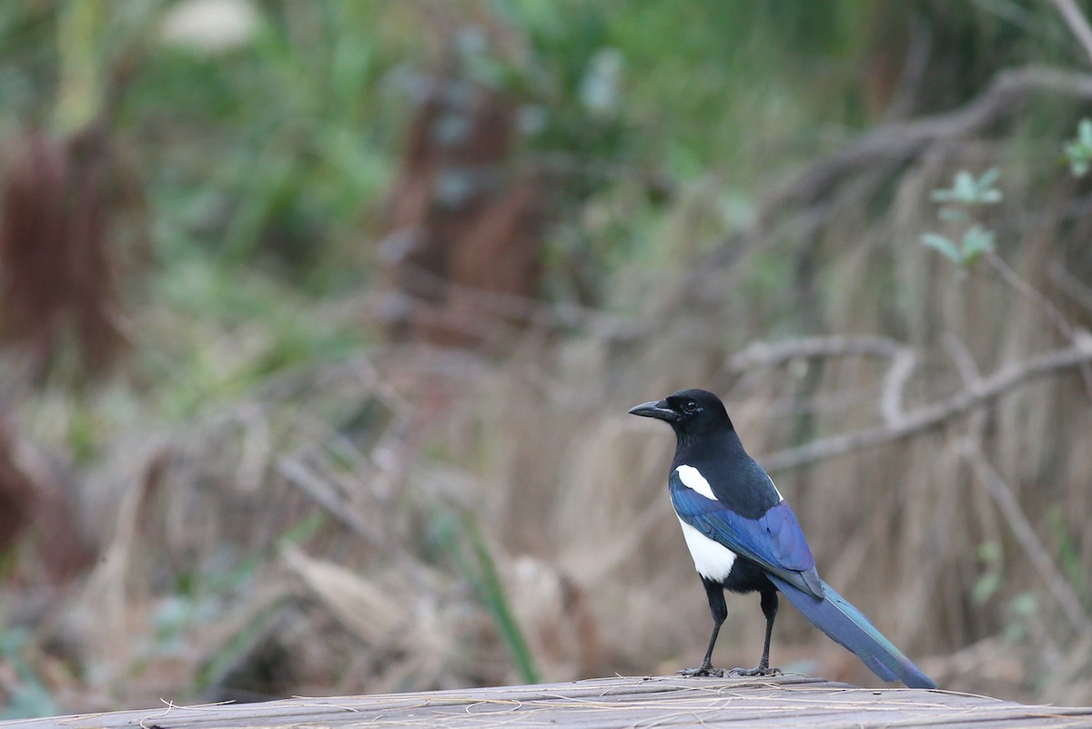 Oriental Magpie - Ting-Wei (廷維) HUNG (洪)