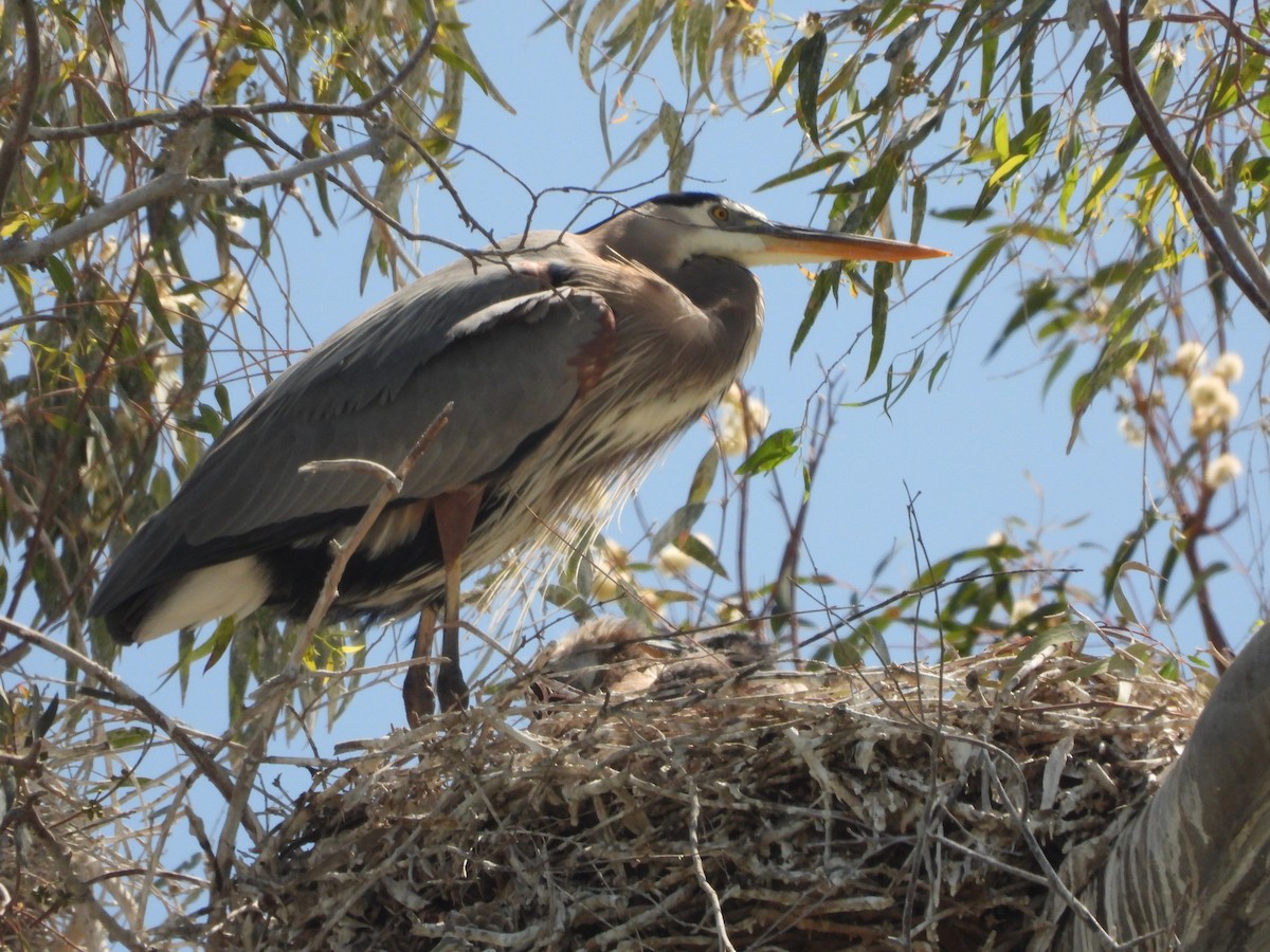 Great Blue Heron - ML443882281