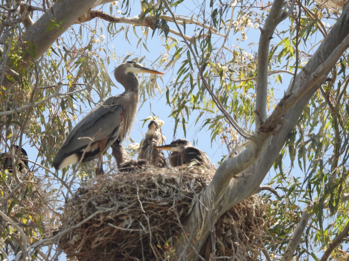 Great Blue Heron - Sara Masuda