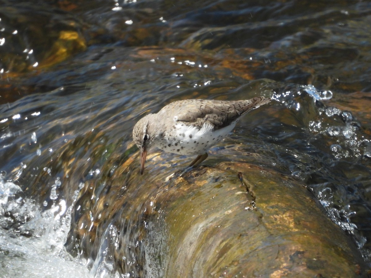 Spotted Sandpiper - ML443882471