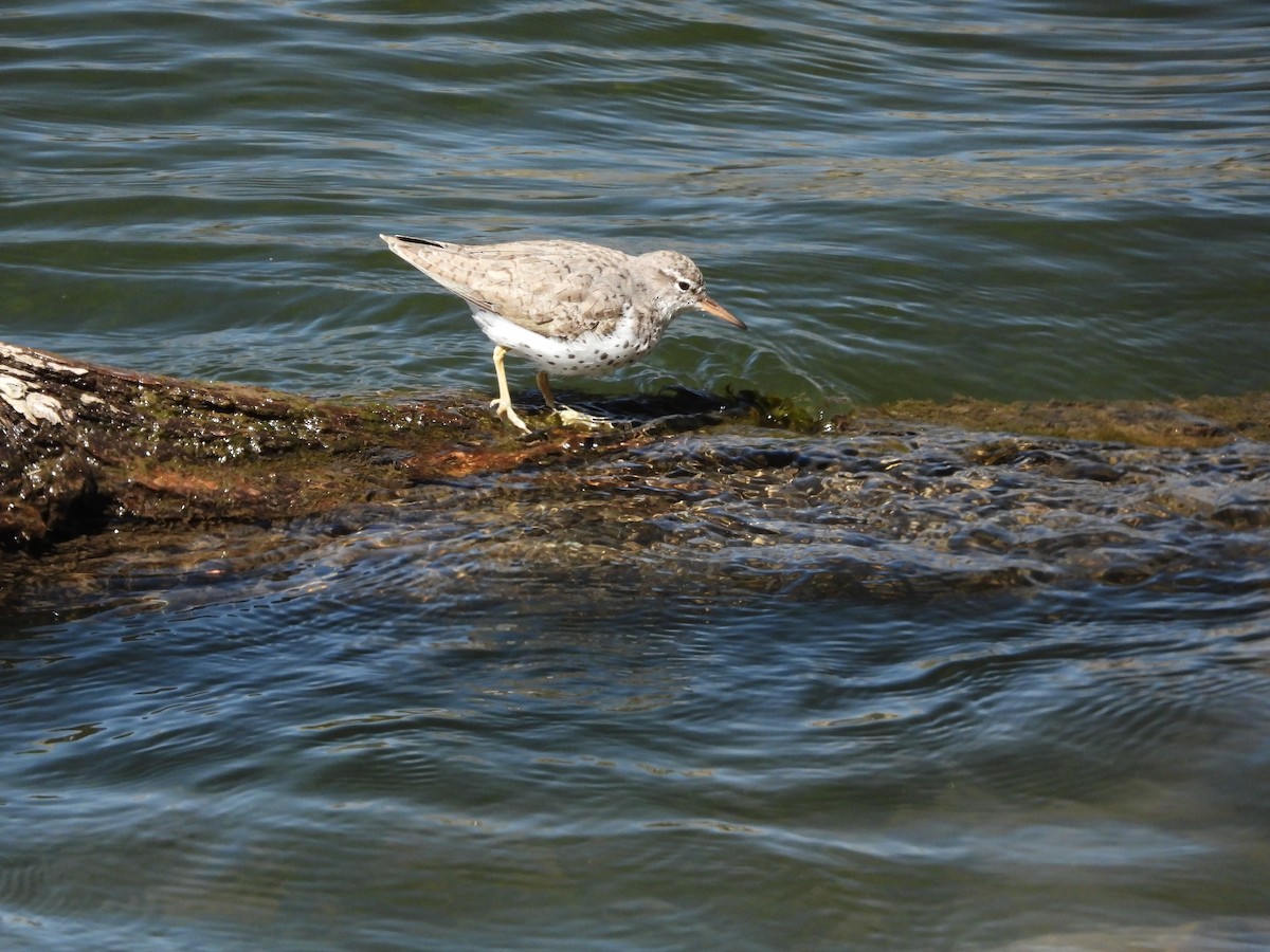 Spotted Sandpiper - Sara Masuda