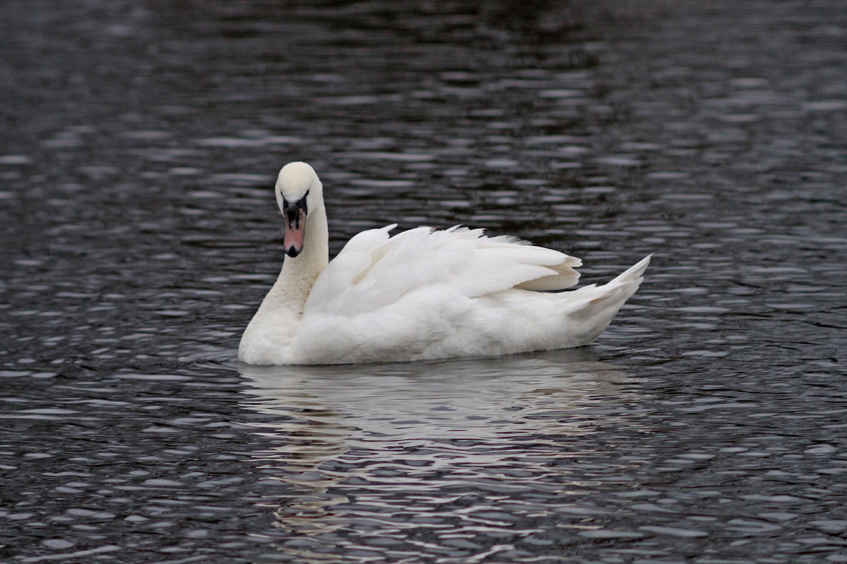Mute Swan - Ray Scally