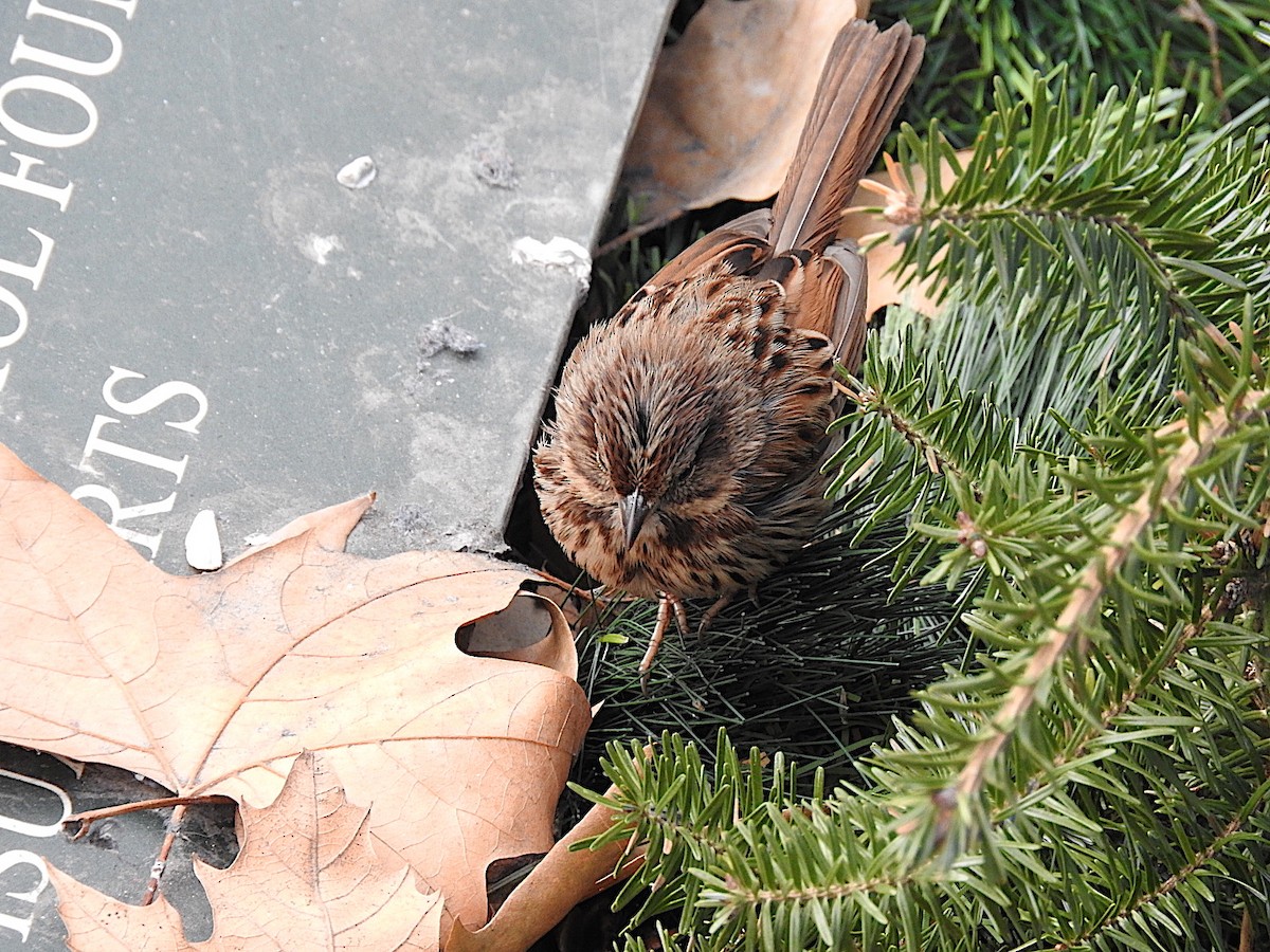 Song Sparrow - ML443883921