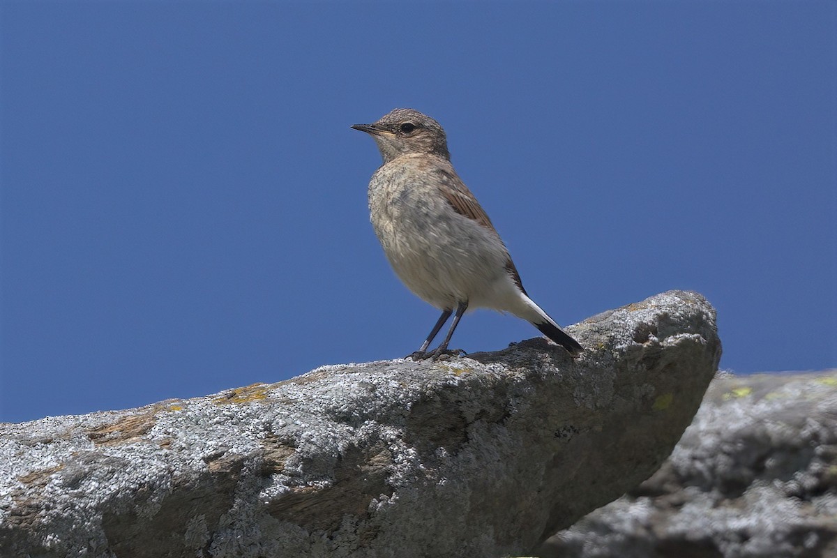 Northern Wheatear - ML443883951