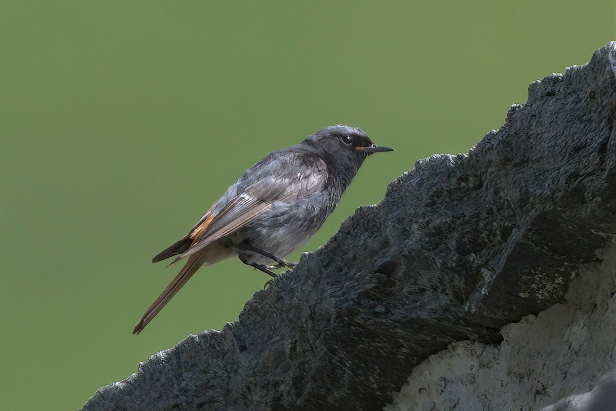 Black Redstart - ML443884081