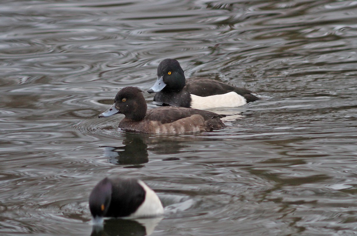Tufted Duck - ML44388411