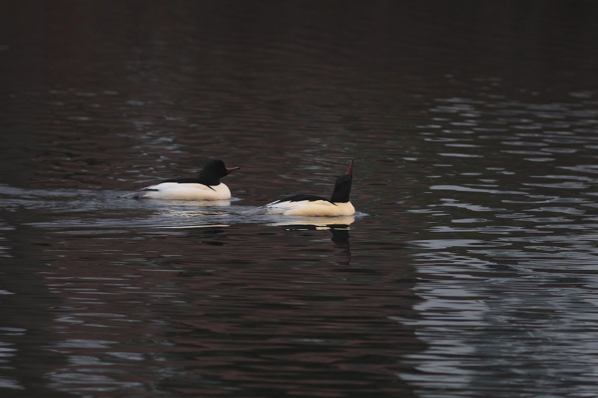 morčák velký (ssp. merganser/orientalis) - ML44388431