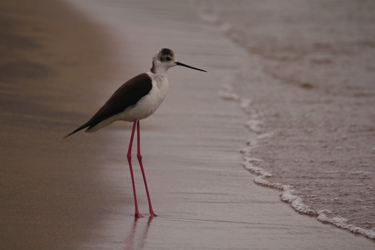 セイタカシギ - ML443884591