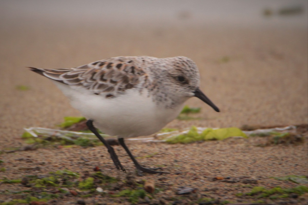 ミユビシギ - ML443884601