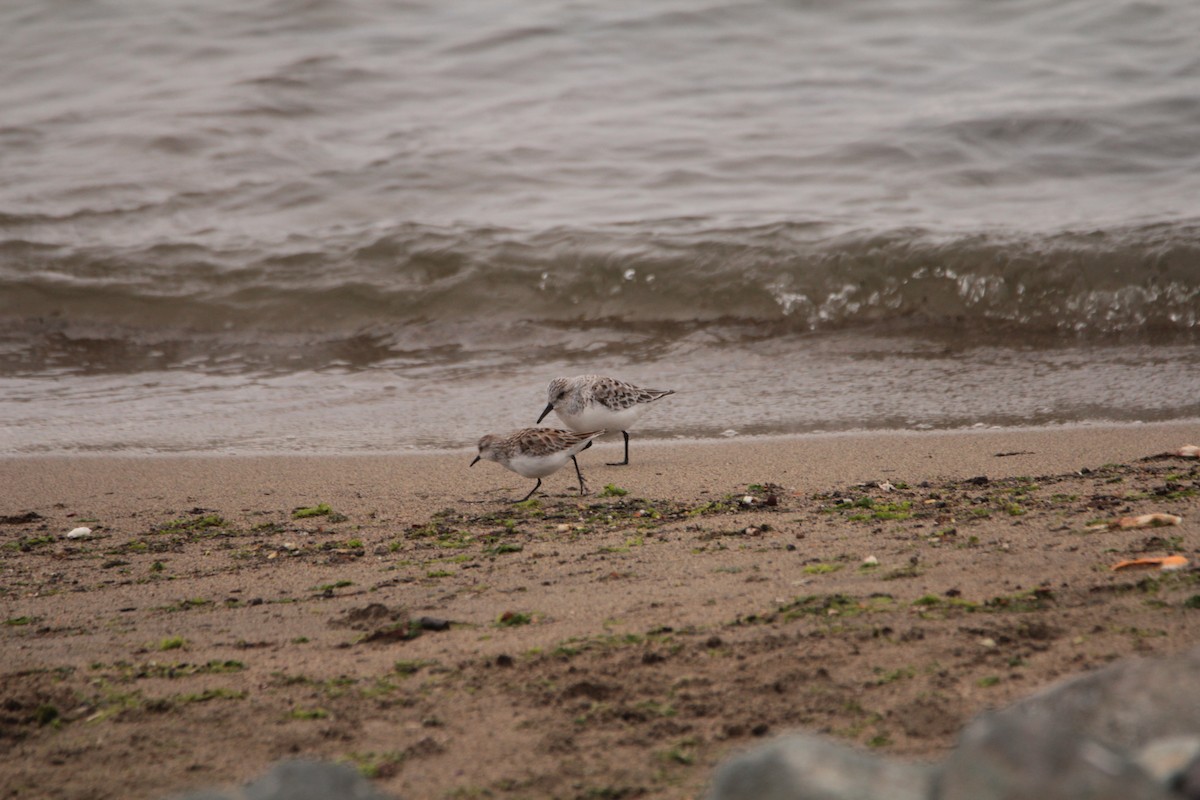 Little Stint - ML443884671