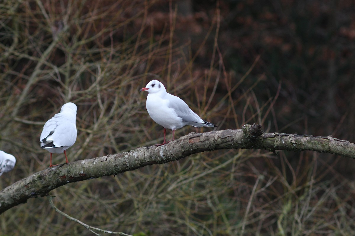 Black-headed Gull - ML44388481