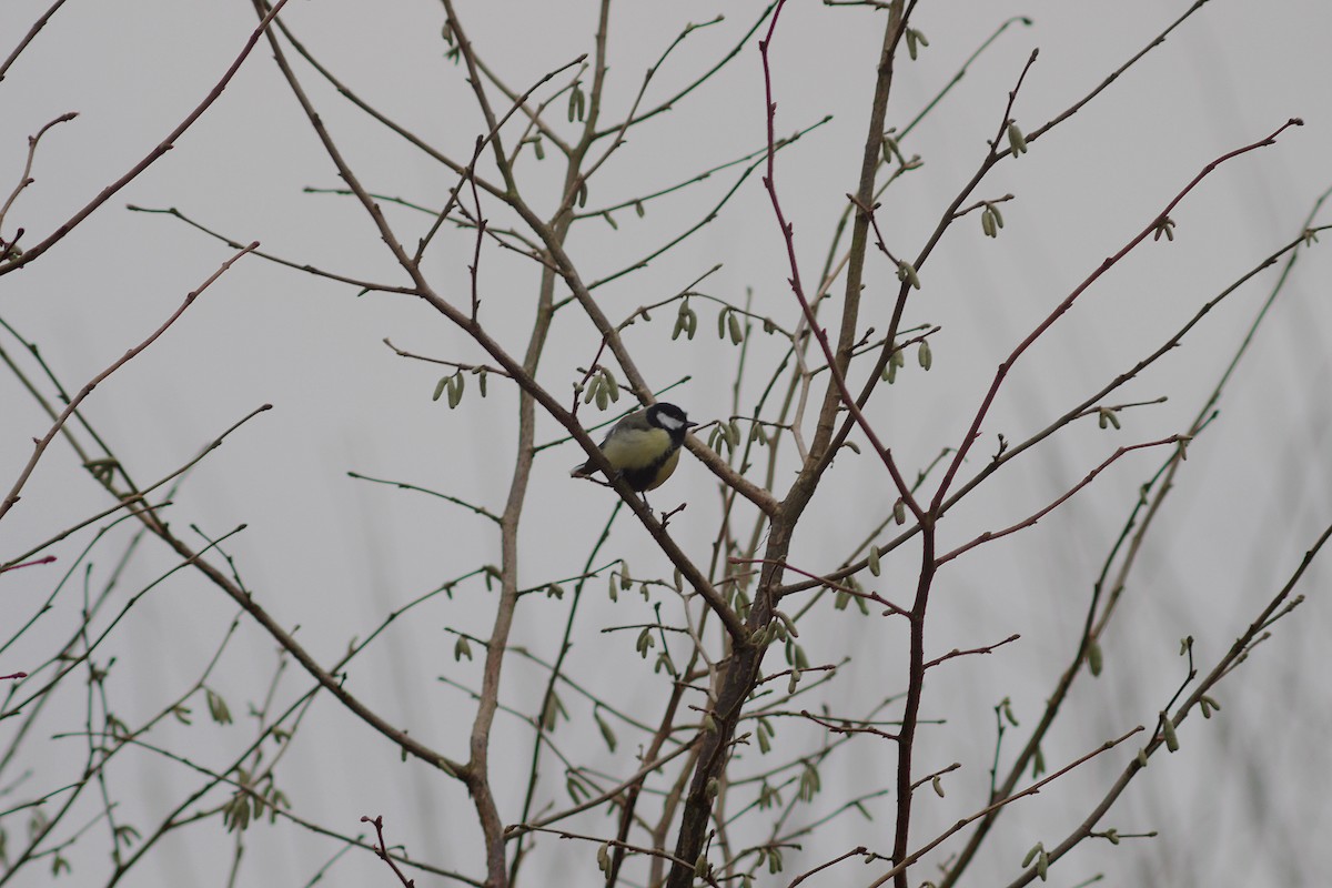 Great Tit - ML44388531