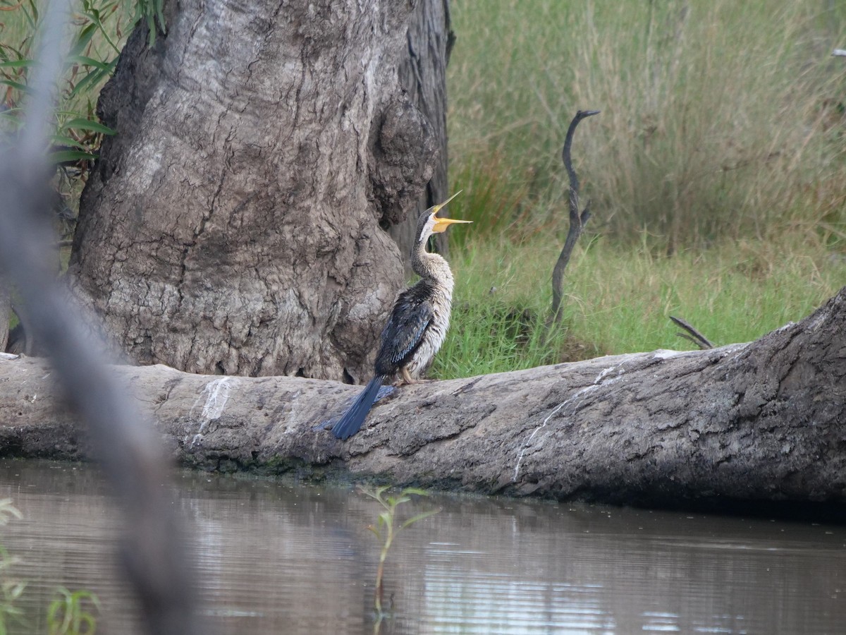 anhinga australská - ML443886881