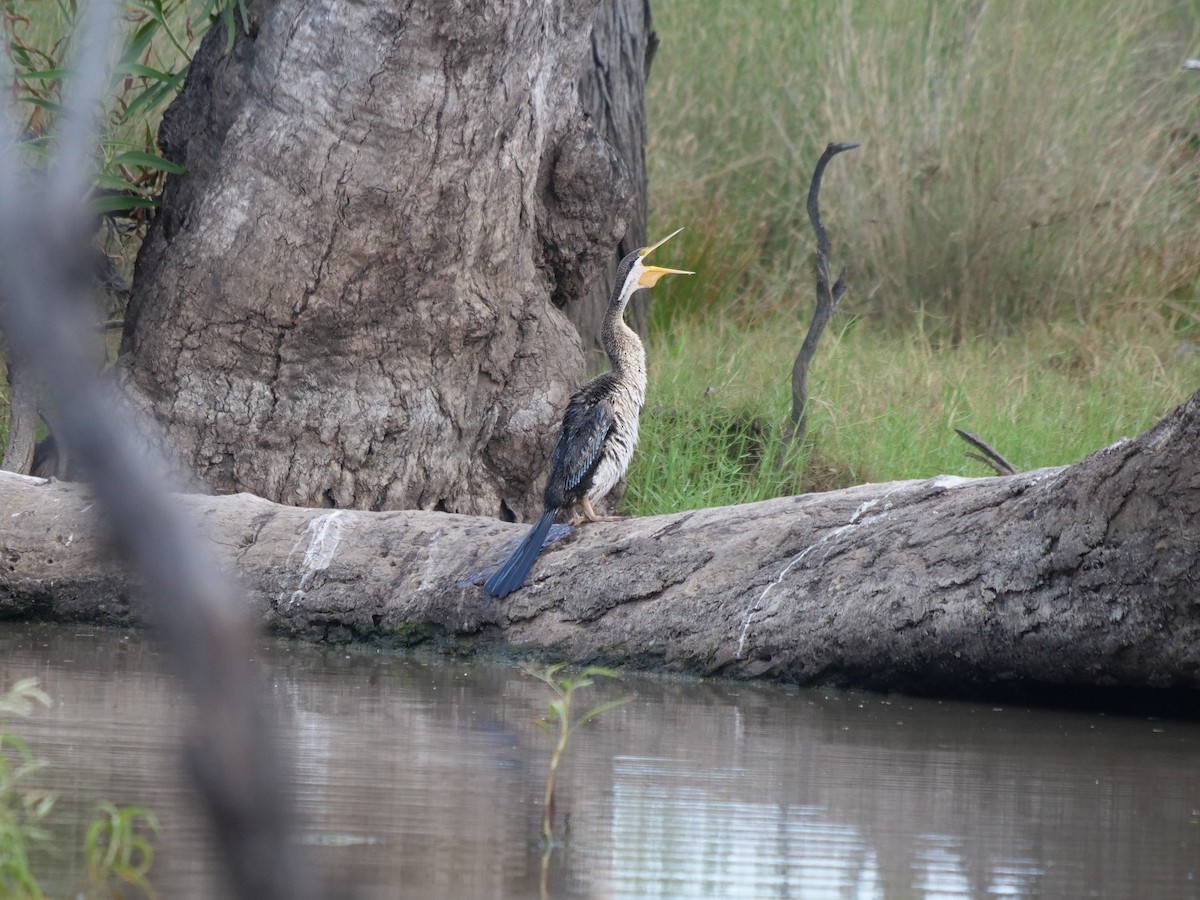 anhinga australská - ML443886891