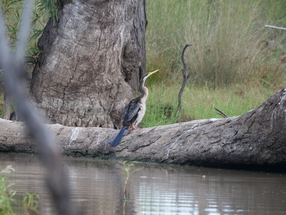 anhinga australská - ML443886901