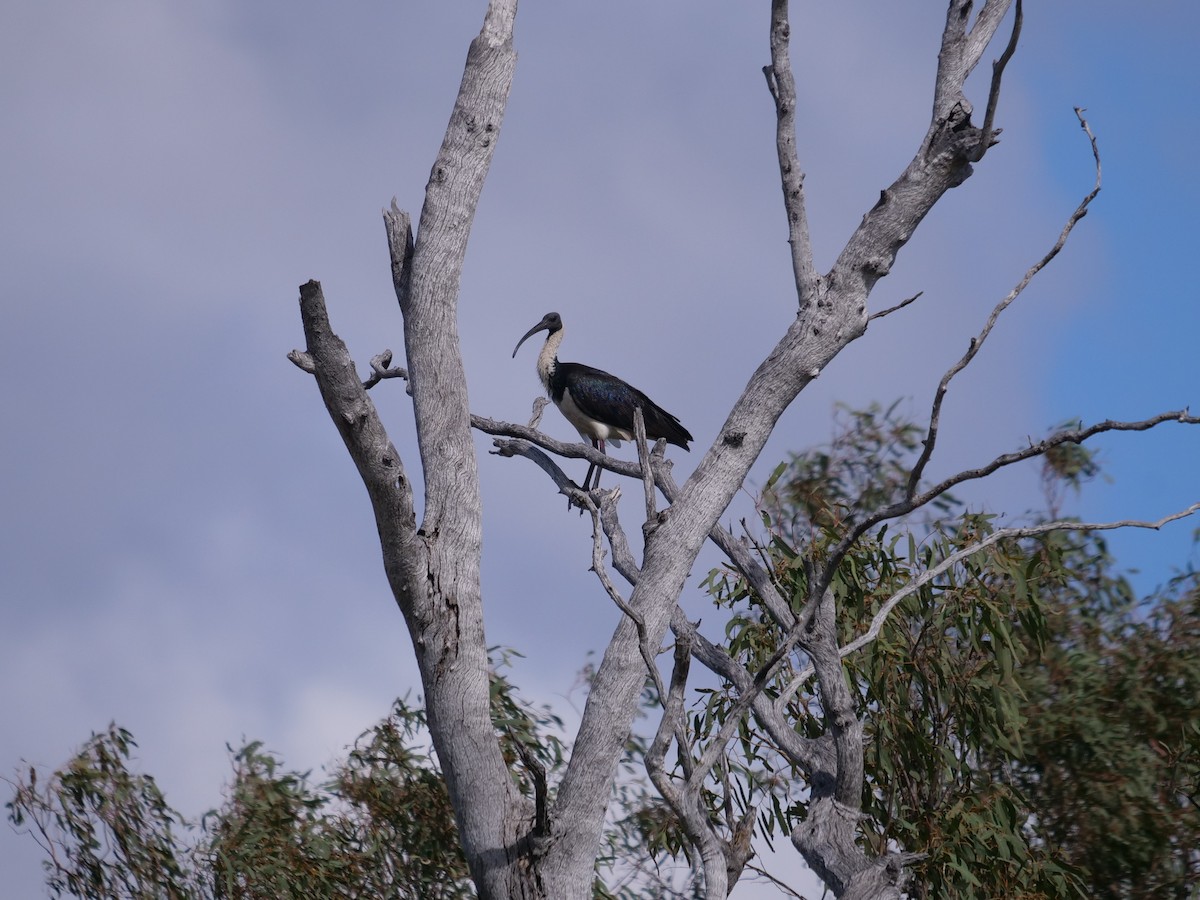 Straw-necked Ibis - ML443886991