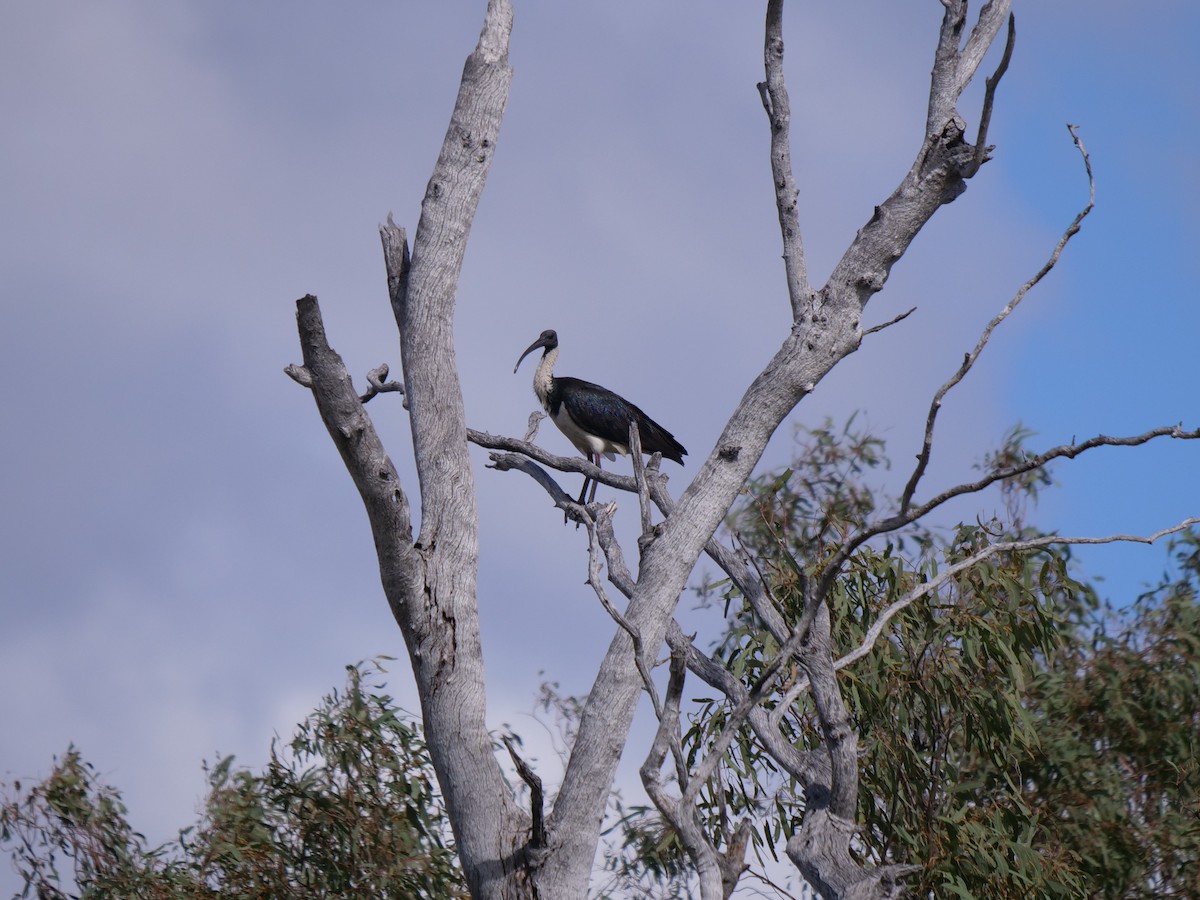 Straw-necked Ibis - ML443887001