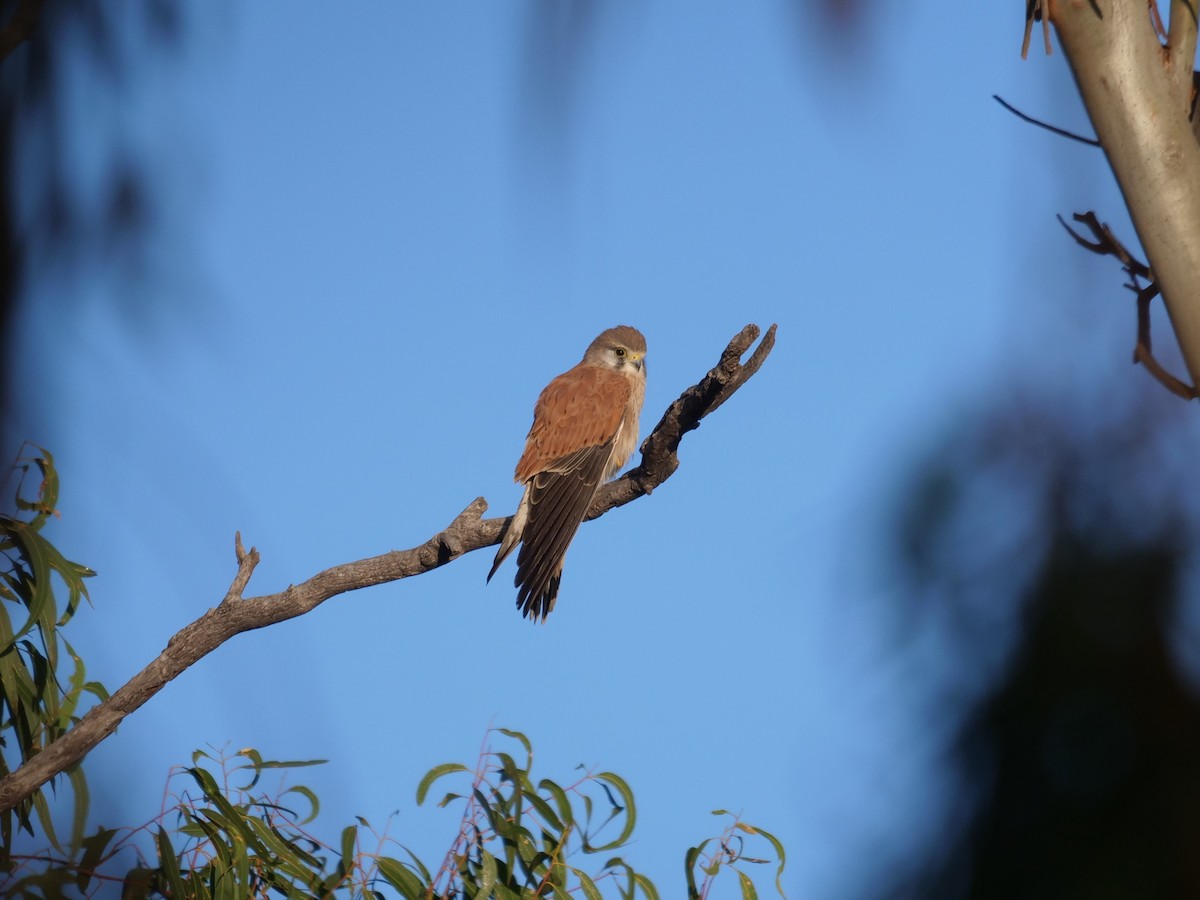 Crécerelle d'Australie - ML443887871