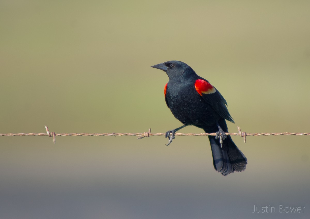 Red-winged Blackbird - ML443889151