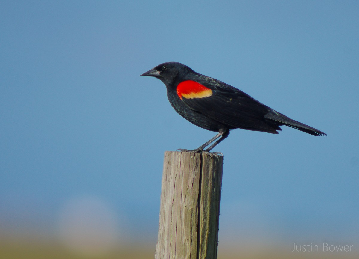 Red-winged Blackbird - ML443889161