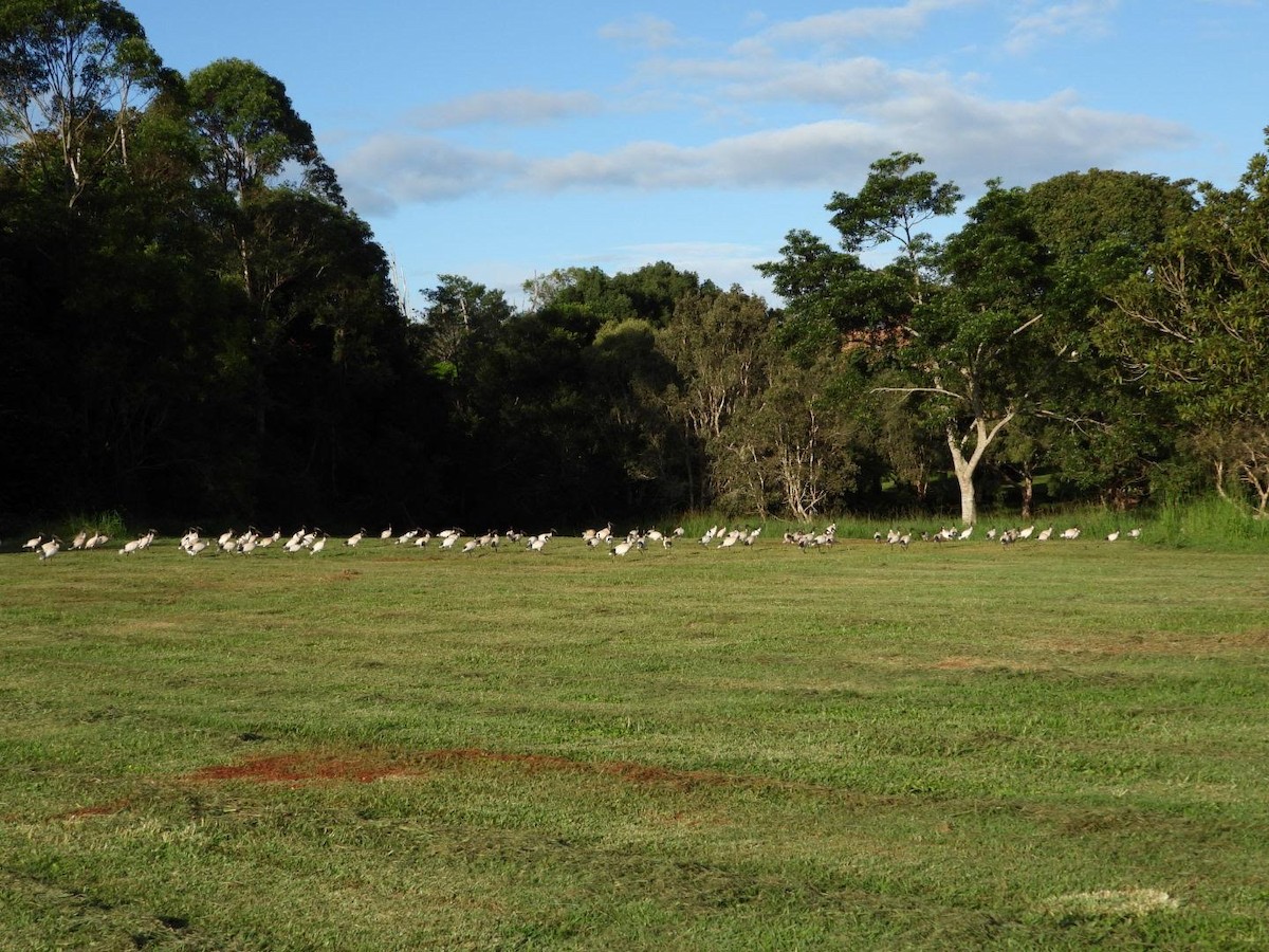 Australian Ibis - ML443891731