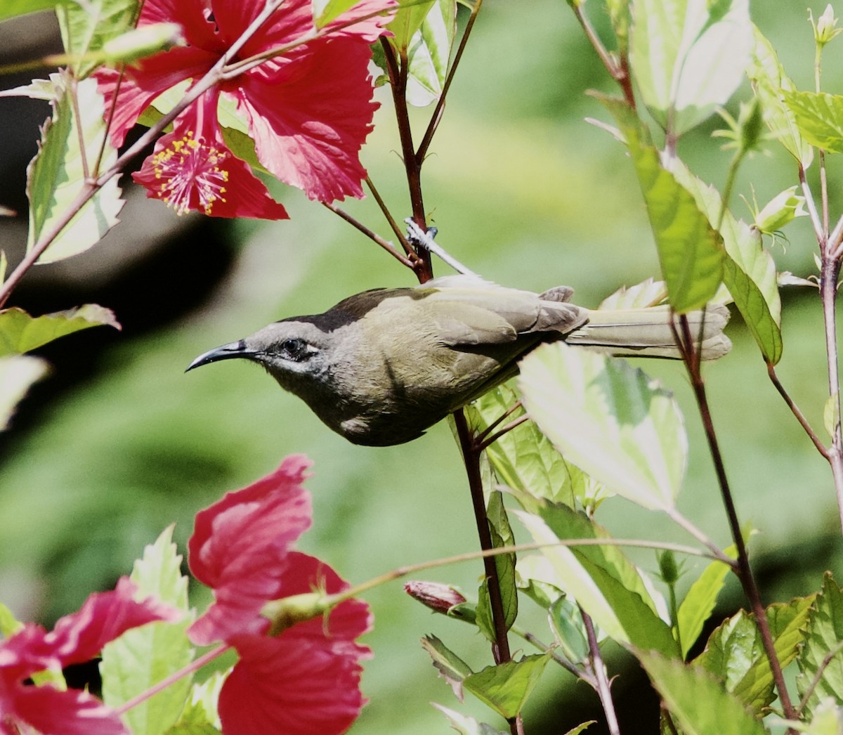 Dark-brown Honeyeater - ML443892051