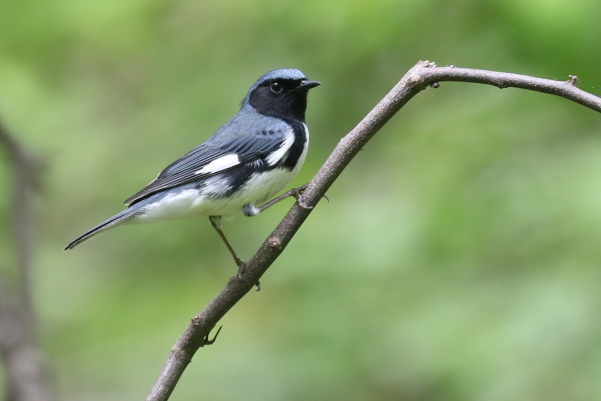 Black-throated Blue Warbler - Baxter Beamer