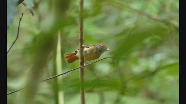 Tawny-crowned Greenlet - ML443892811