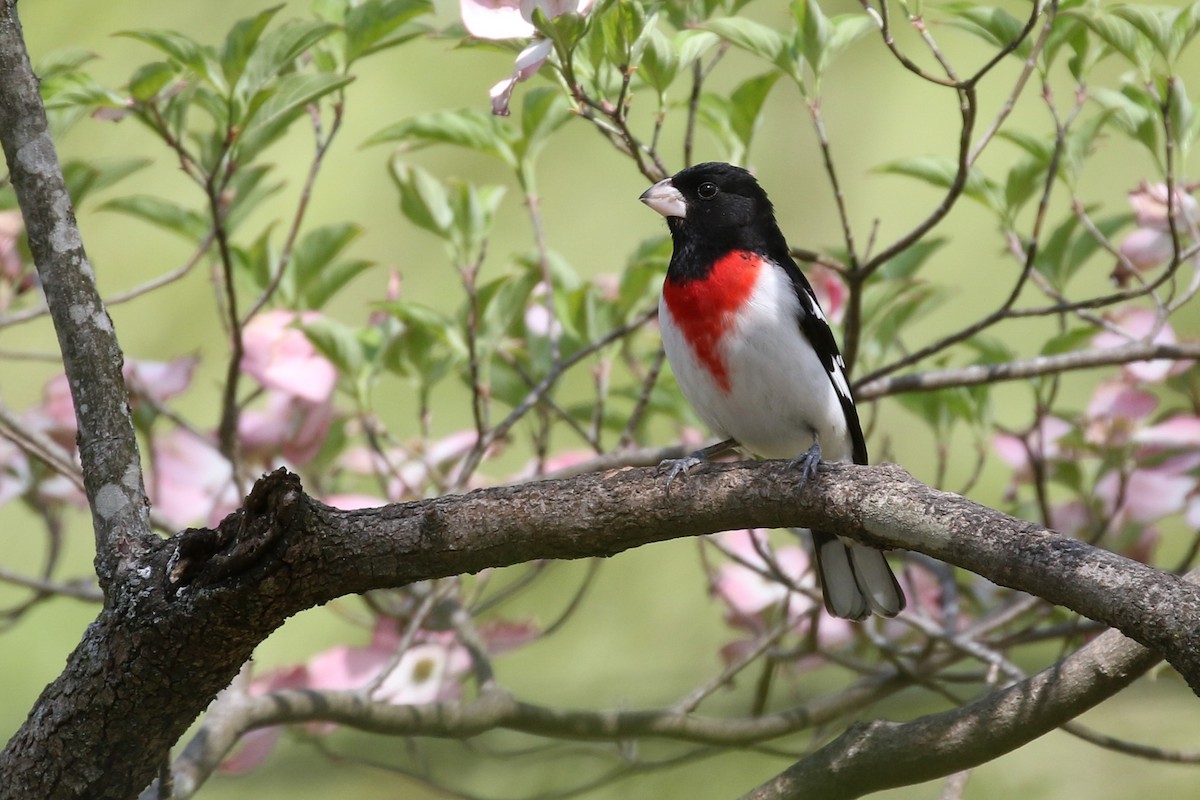 Rose-breasted Grosbeak - Baxter Beamer