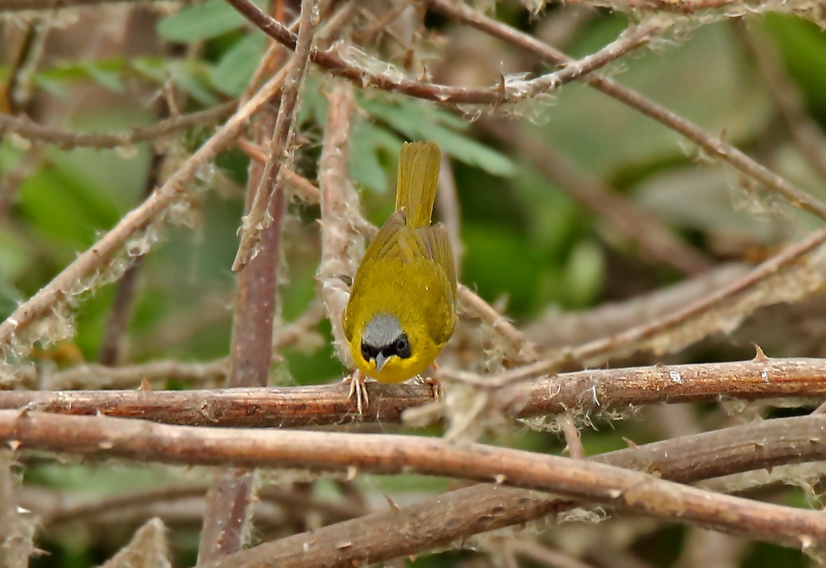 Black-lored Yellowthroat - Roger Ahlman