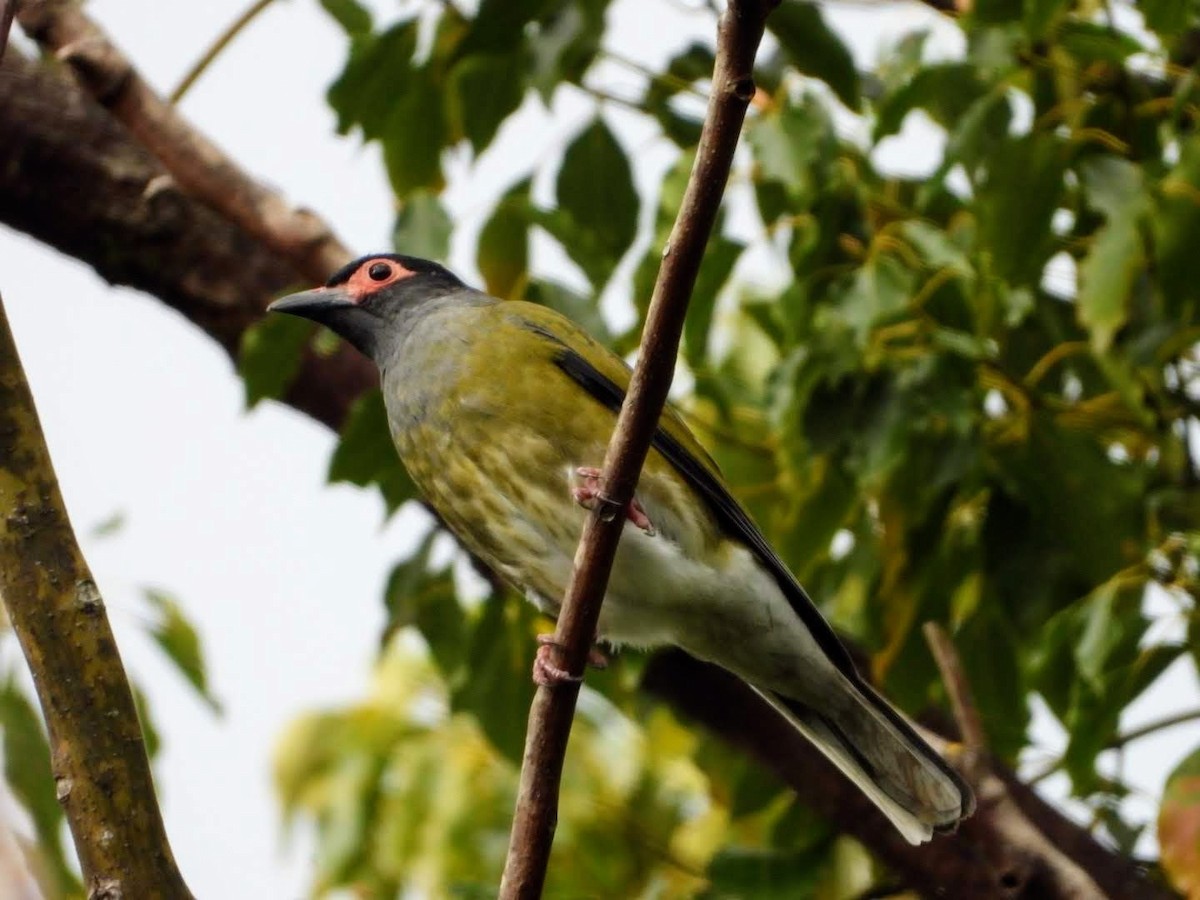 Australasian Figbird - ML443893161