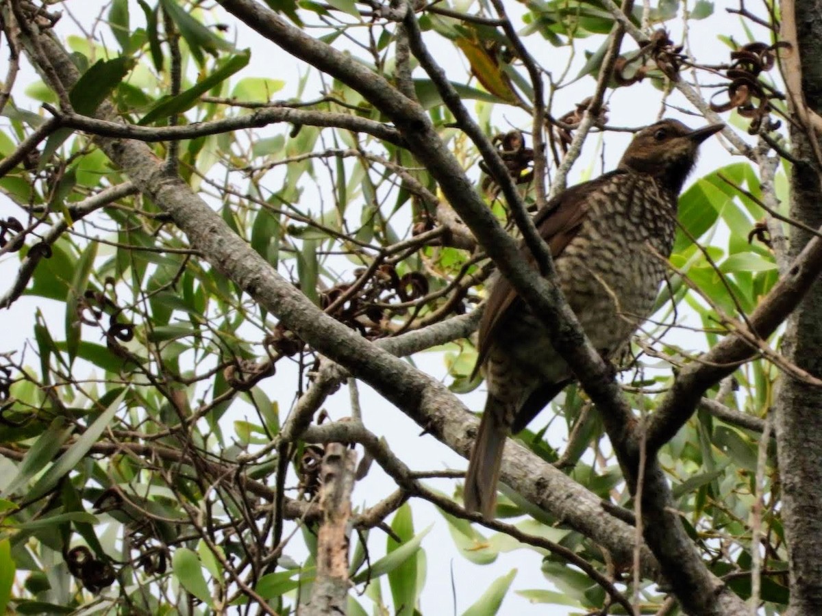 Regent Bowerbird - ML443893361