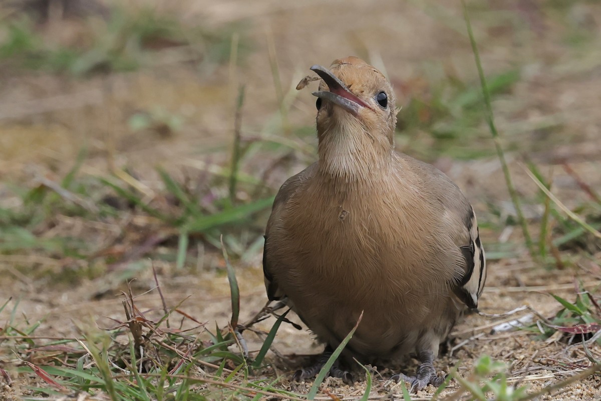 Argi-oilarra (eurasiarra) - ML443893671