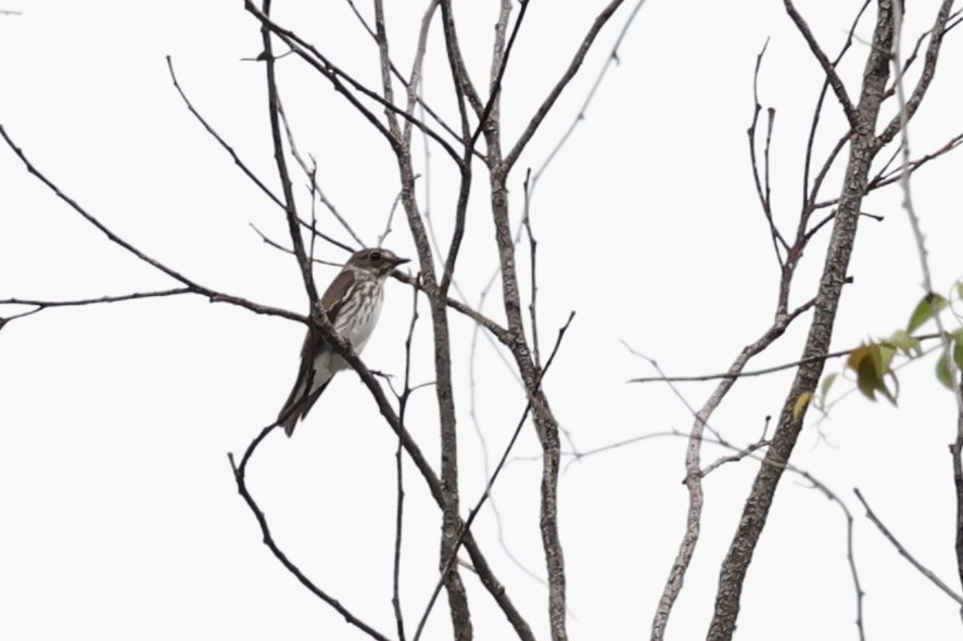 Gray-streaked Flycatcher - ML443893931