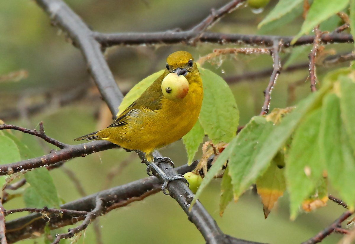 Orange-crowned Euphonia - Roger Ahlman