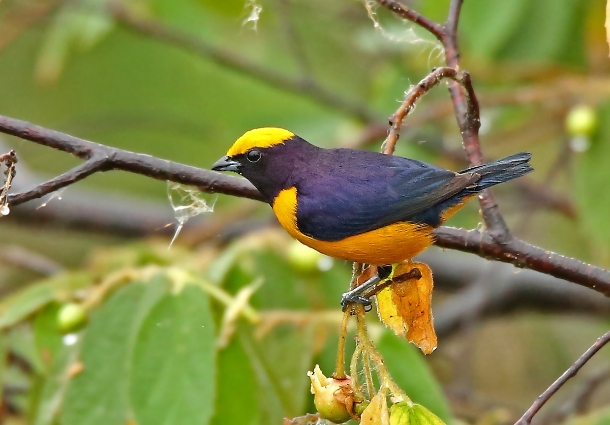 Orange-crowned Euphonia - Roger Ahlman