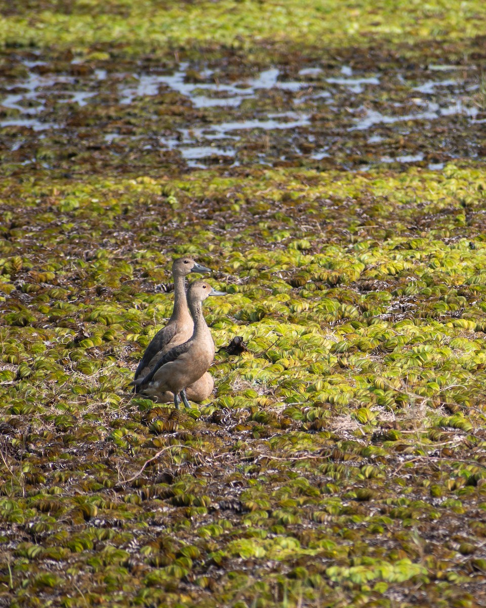 Lesser Whistling-Duck - Sreelal K Mohan