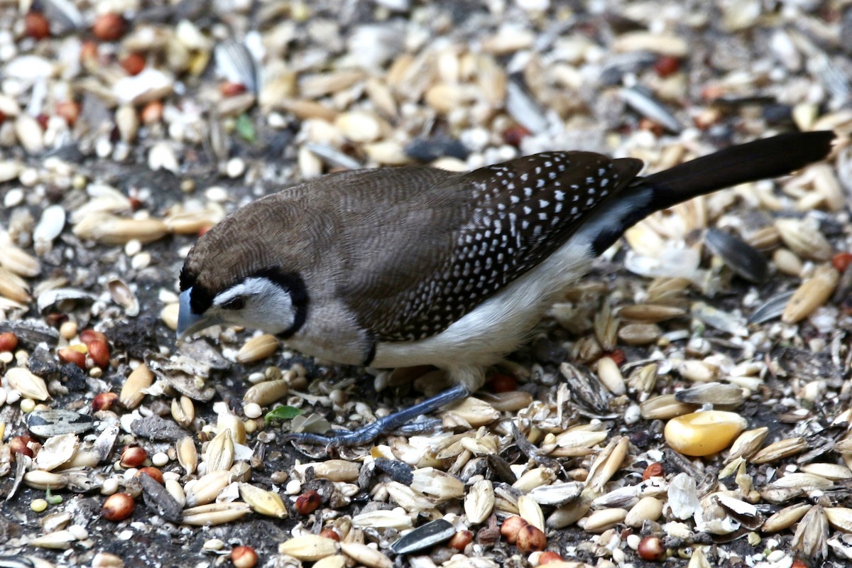 Double-barred Finch - ML443894751