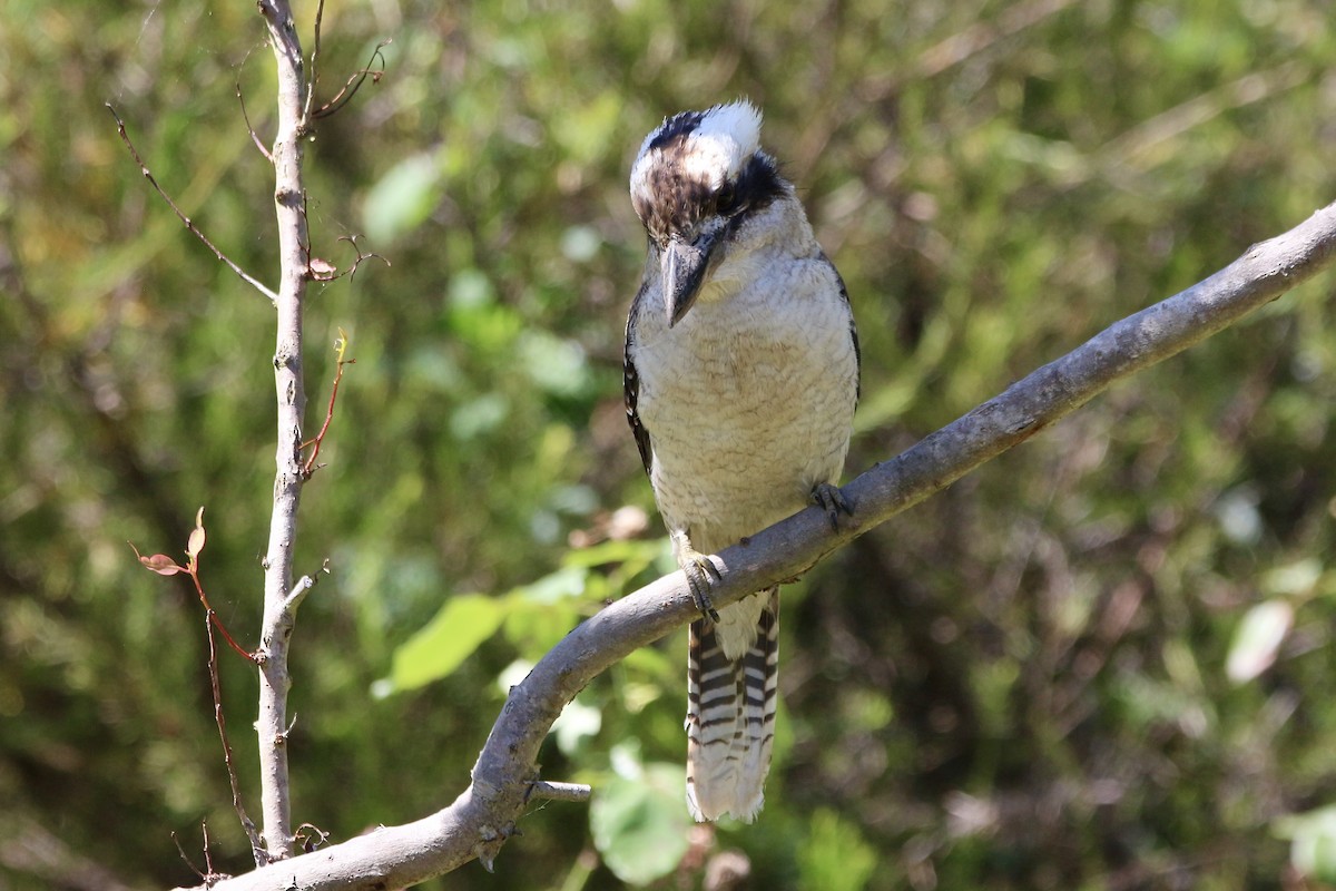 Laughing Kookaburra - ML443895151