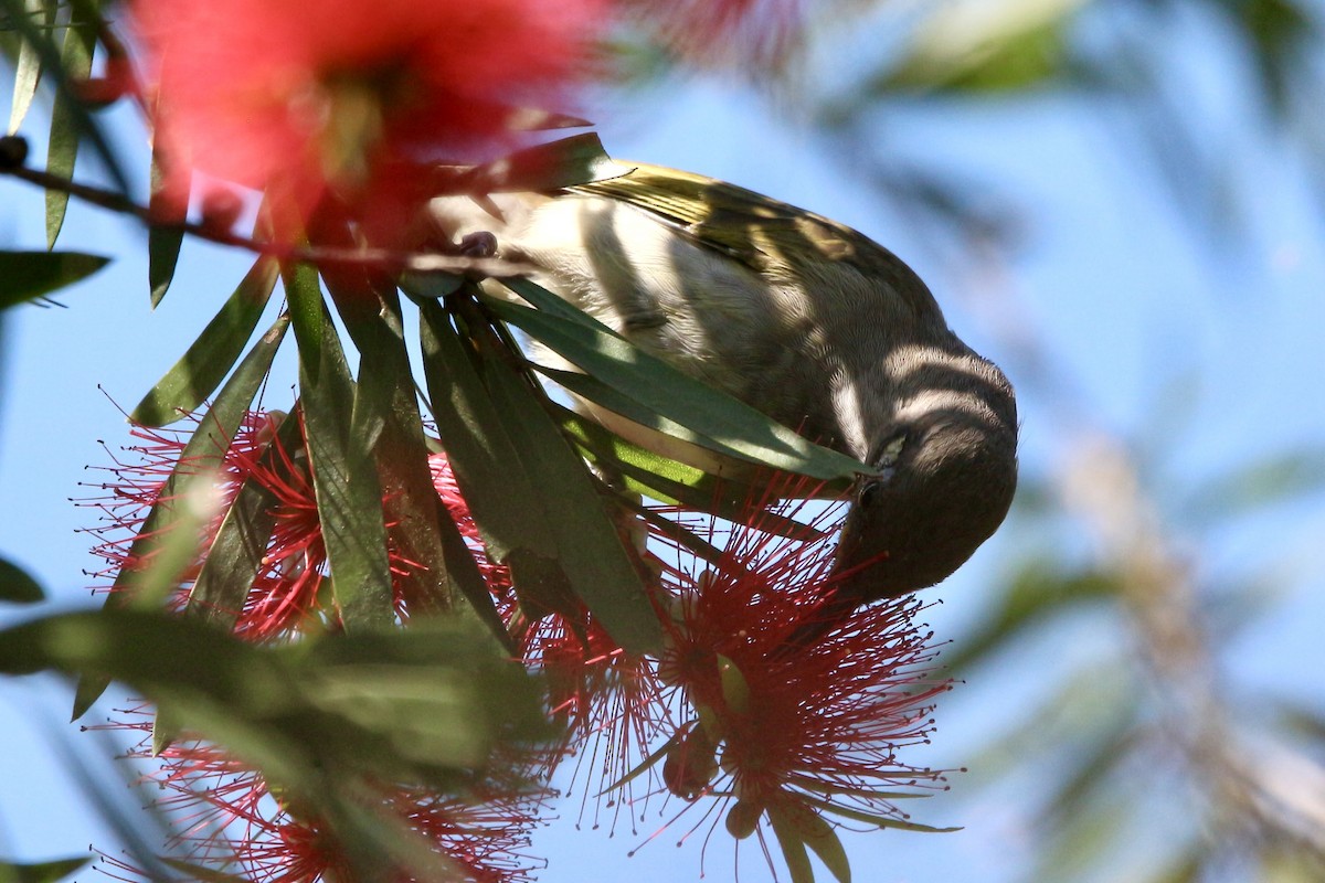 Noisy Miner - Pauline and Ray Priest