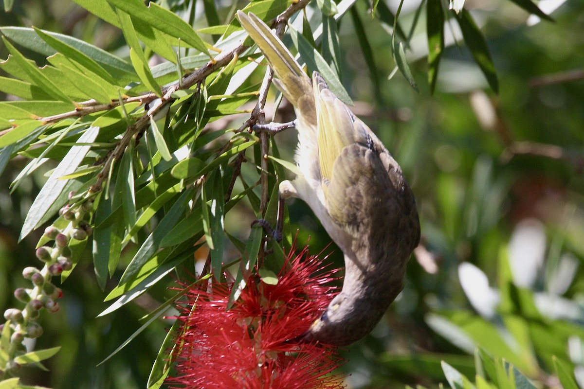 Noisy Miner - ML443895291