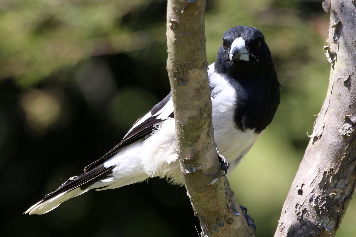 Pied Butcherbird - ML443895431