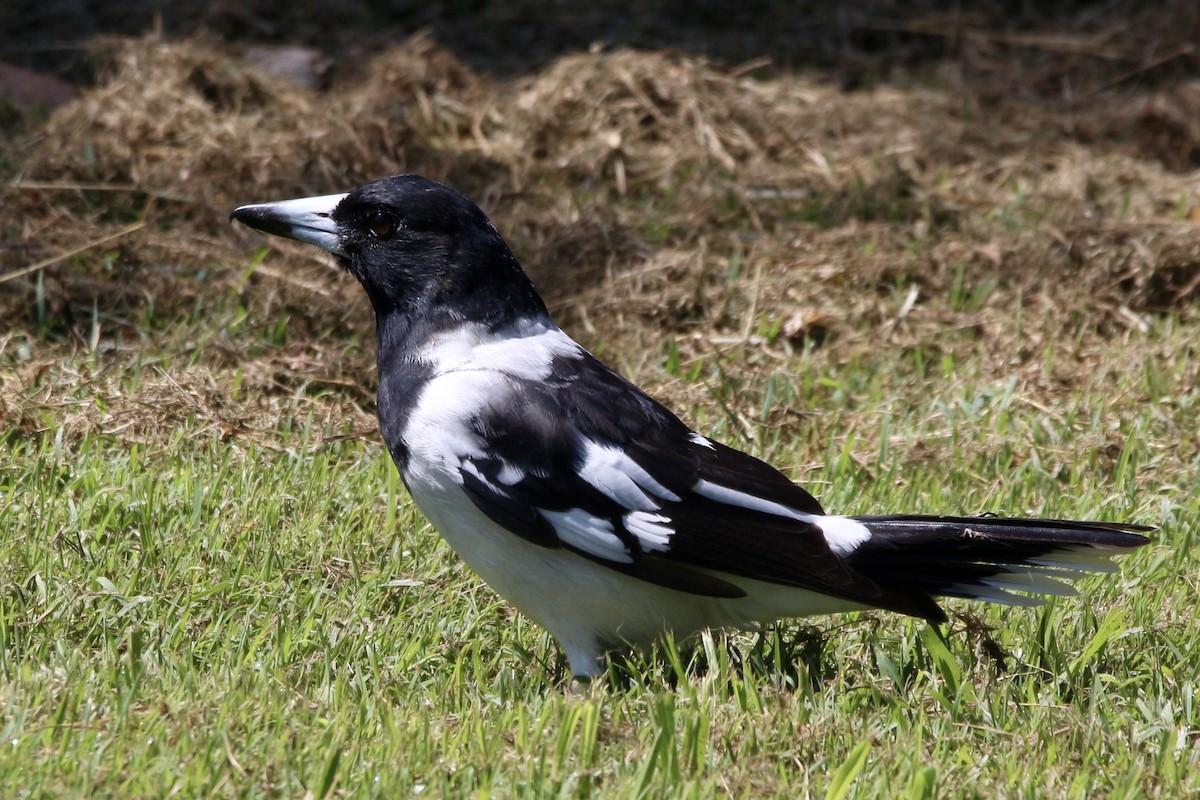 Pied Butcherbird - ML443895541