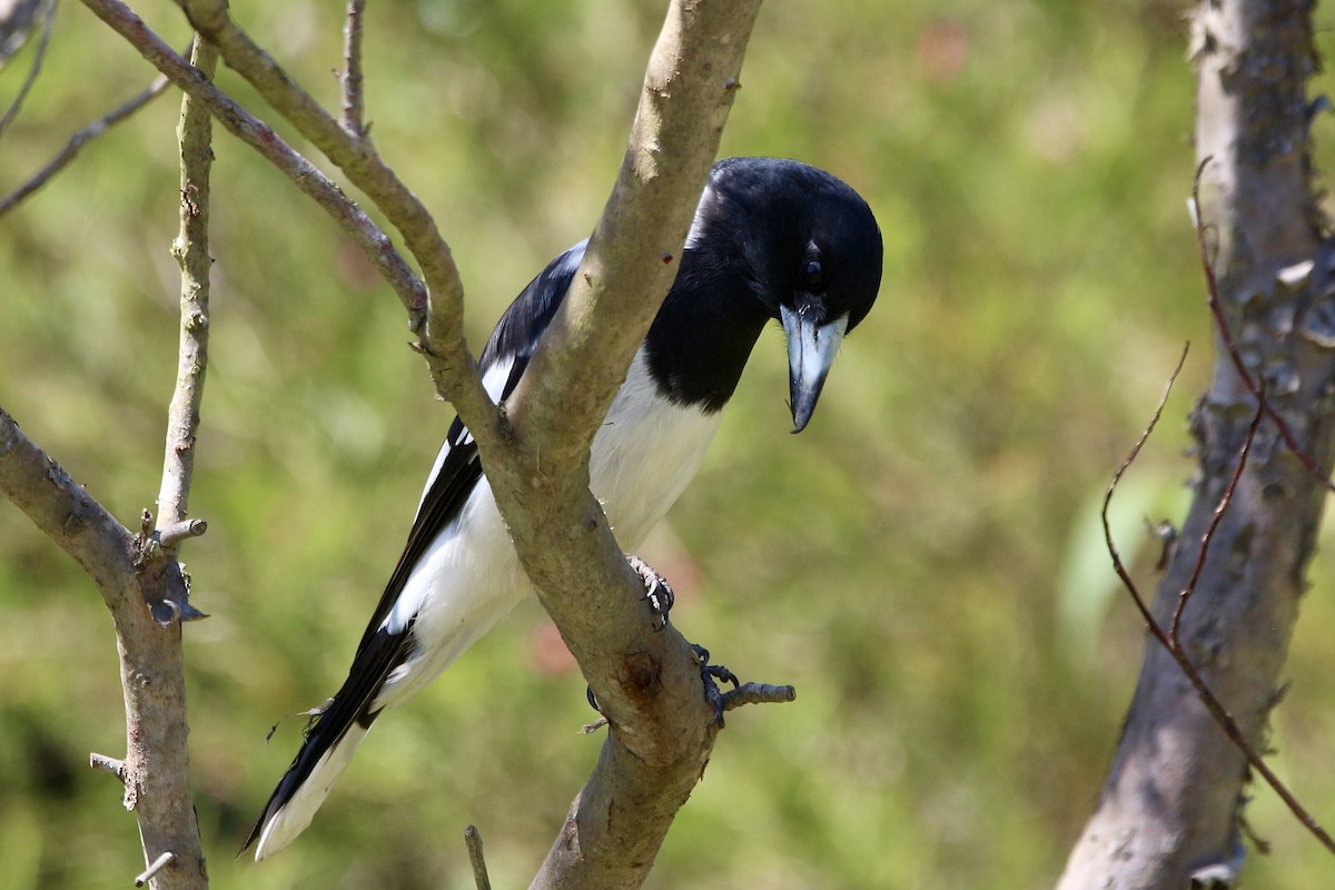 Pied Butcherbird - ML443895551