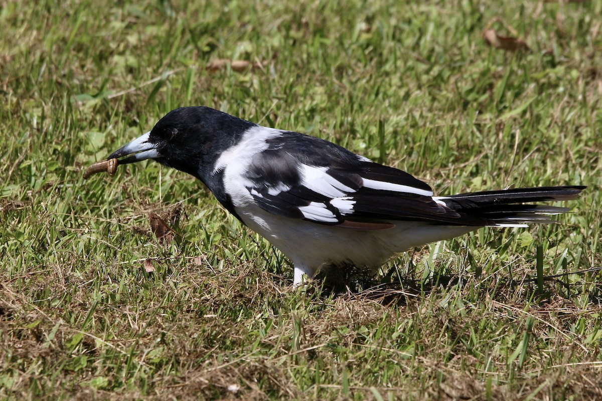 Pied Butcherbird - ML443895561