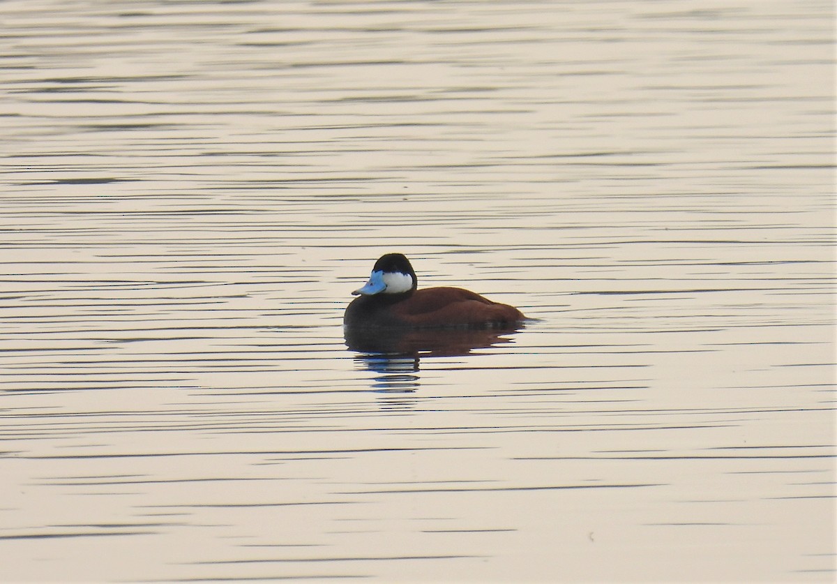 Ruddy Duck - Udo Baake