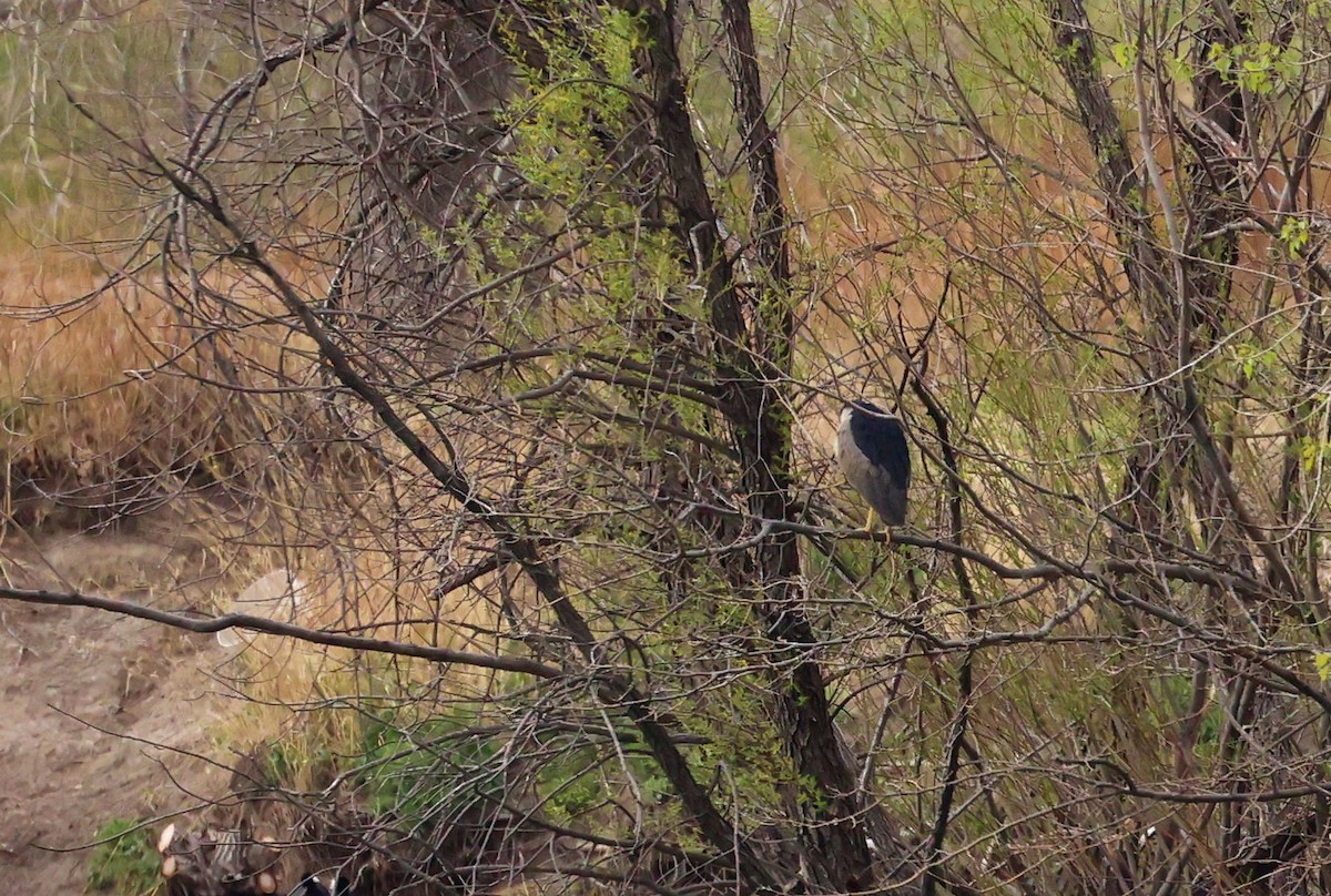 Black-crowned Night Heron - ML443896151