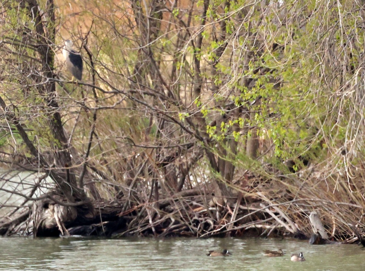 Black-crowned Night Heron - ML443896161