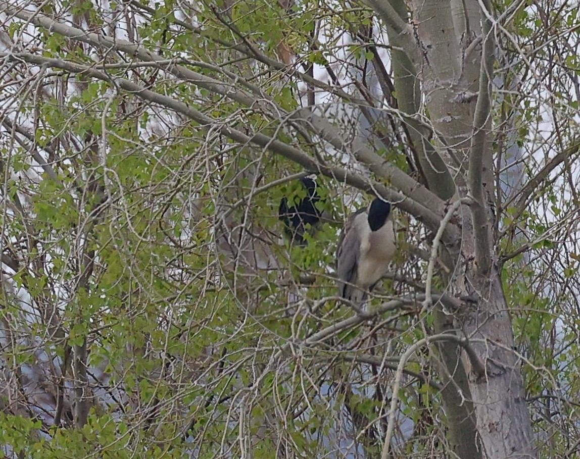 Black-crowned Night Heron - ML443896361