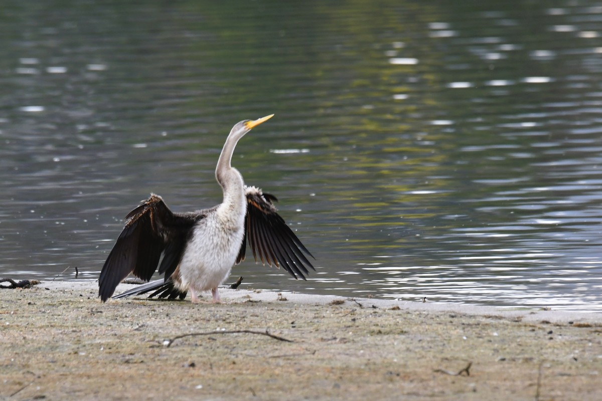 Australasian Darter - ML443896811